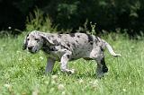 DOGUE ALLEMAND 398